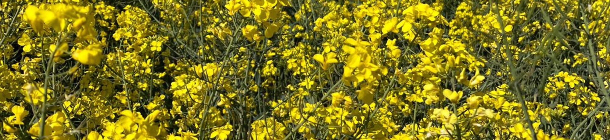 https://www.dsv-uk.co.uk/UK/news/arable-news/2026/21295/image-thumb__21295__header/henry-article-background-photo.629c5636.jpg
